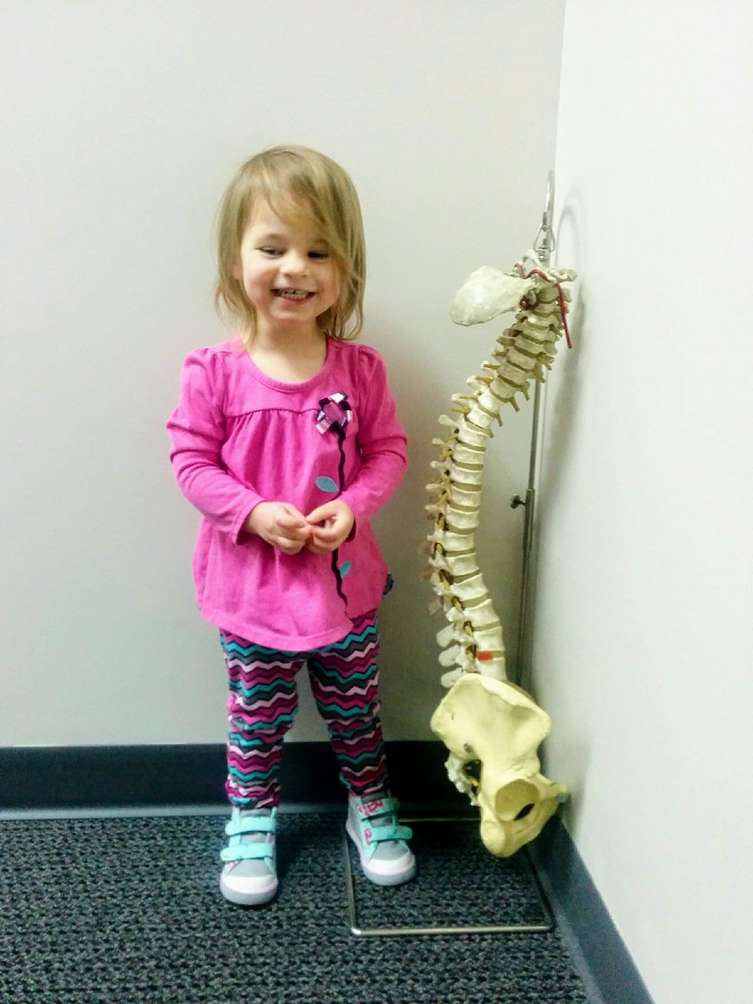 The spine controls all life and organ function within the body