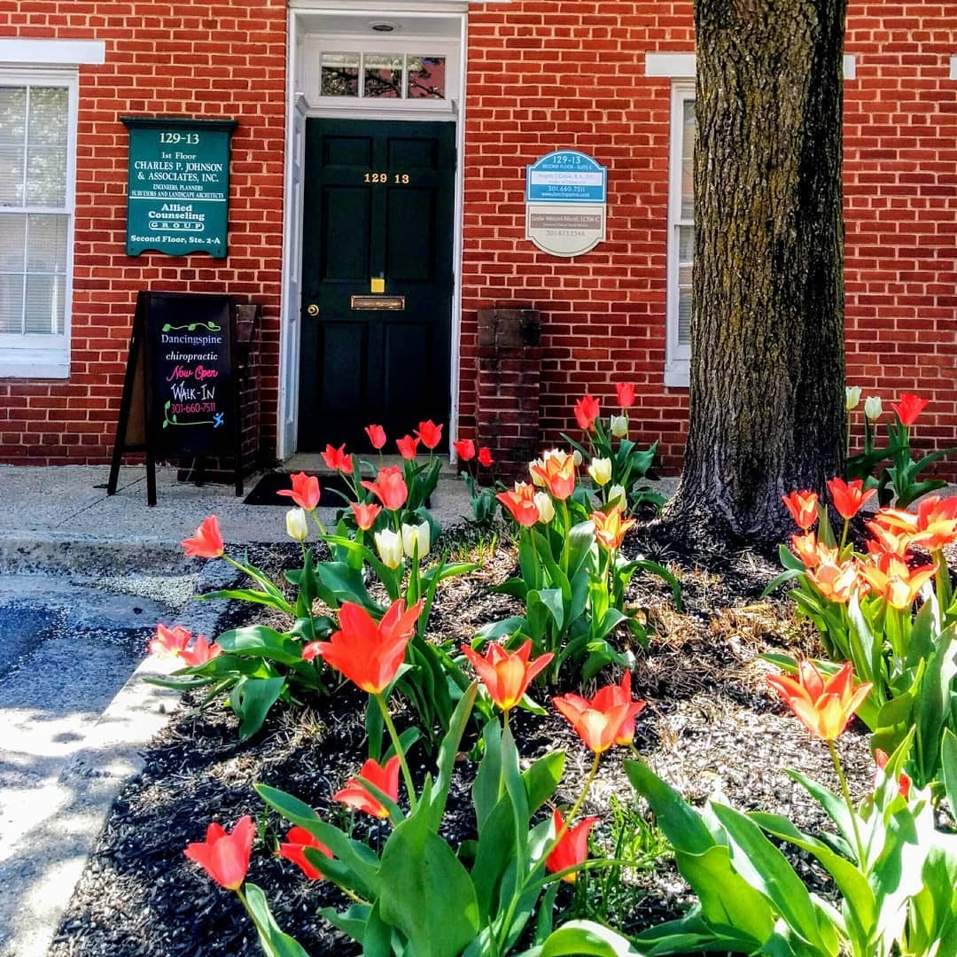 Dancingspine Chiropractic office front with tulips in bloom, Frederick MD